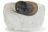 Prone Scotoharpes Trilobite - Boudib, Morocco #259685-2